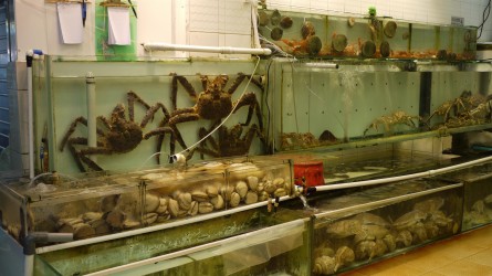 Lei Yue Mun Seafood Market, Kowloon