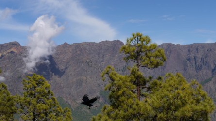 Wanderung Pico Bejenado