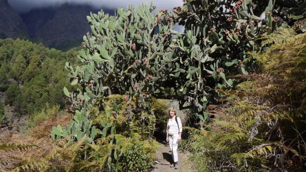 Caldera-Wanderung entlang Barranco de Las Angustias