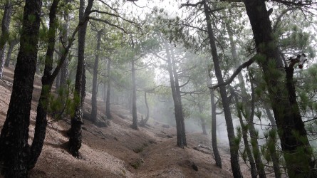 Wanderung auf der Ruta de los Volcánes