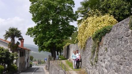 Alte Stadtmauer von Buzet