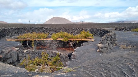 Alte Weinstöcke, Weingut El Grifo