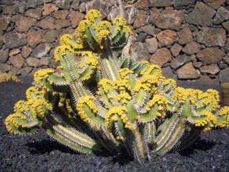 Jardín de Cactus (2005)