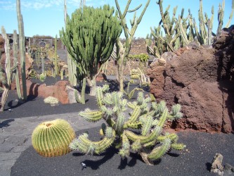 Jardín de Cactus (2005)