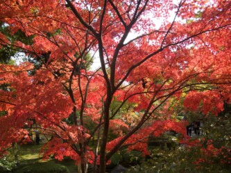 Herbststimmung, Tenryu-ji Garden