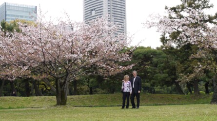 Kirschblüte im Hama-rikyū Gardens