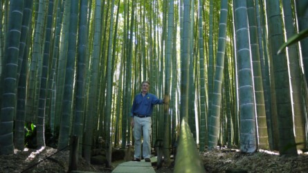 Hōkoku-ji · Bambus Tempel