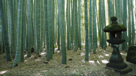 Hōkoku-ji · Bambus Tempel
