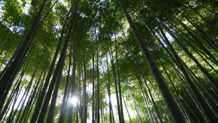 Hōkoku-ji · Bambus Tempel