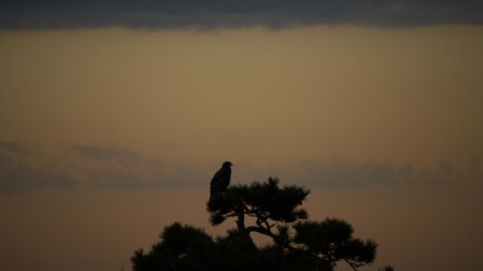 Seeadler wartet auf Futter