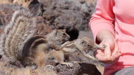 Schnorrende Atlashörnchen