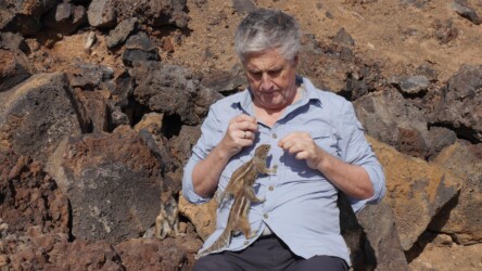 Schnorrende Atlashörnchen