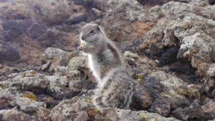 Selbst am Kraterrand schnorrende Atlashörnchen
