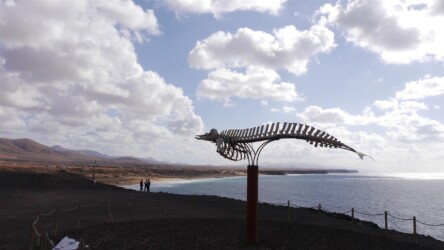 Walskelett, El Cotillo