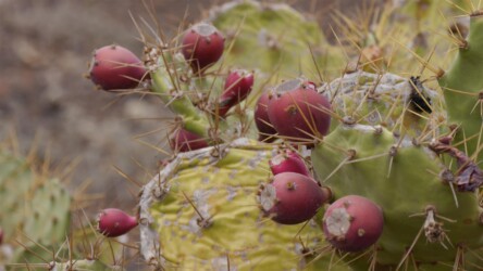 Kaktusfrüchte am Wegesrand