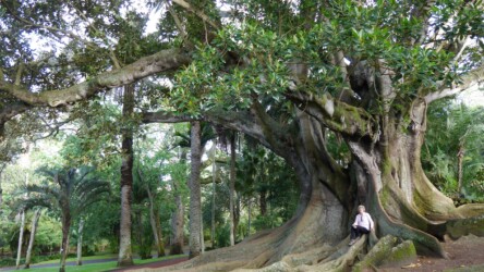 Jardim Botânico António Borges, Ponta Delgada