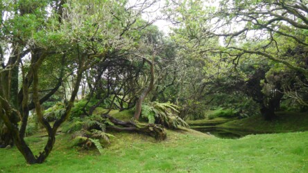 Jardim Botânico do Faial