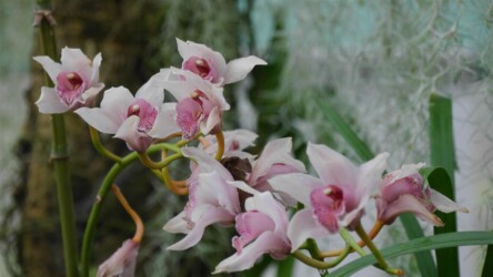 Jardim Botânico do Faial