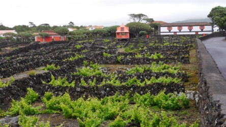 Weinbau bei Madalena, Pico
