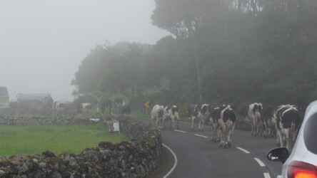 Alle unterwegs nach Biscoitos