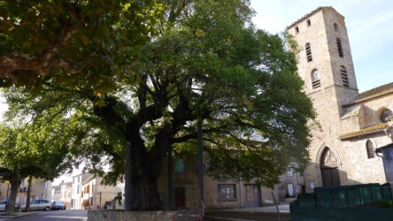 Alte Ulme, Villeséquelande