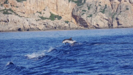 Begleitung bei der Überfahrt
