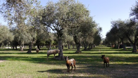 unser Quartier in Alghero