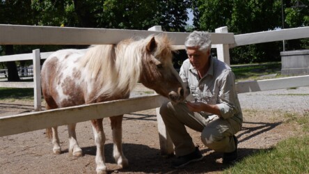 Pony sucht Anschluss