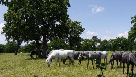 Lipizzaner auf der Weide