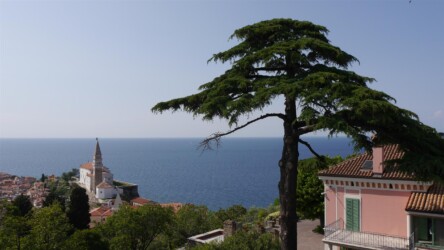 Blick auf Piran von Stadtmauer