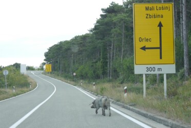 Tierische Begegnungen
