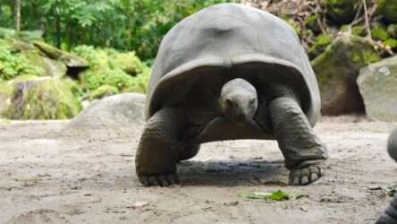 Schildkröten im Botanischen Garten
