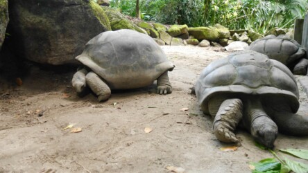 Schildkröten im Botanischen Garten