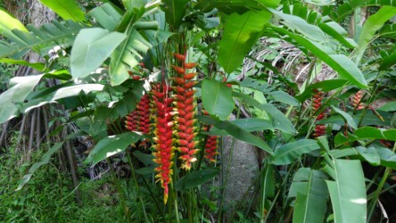 Jardin du Roi - Spice Garden