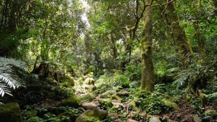 Morne Blanc Nature Trail