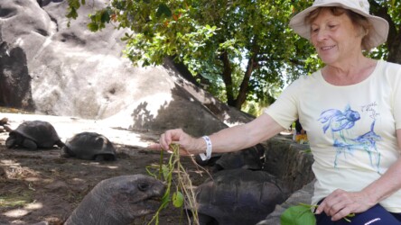 Schildkröten beim Granite Monolith