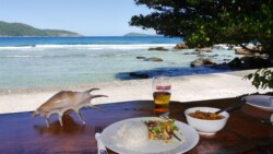 Octopus Curry auf La Digue, Seychellen