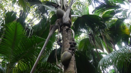 Kokospalmen im Vallée de Mai