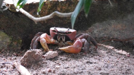Landkrabben beim Anse Lazio