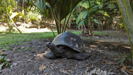 Schildkröten, Fond Ferdinand