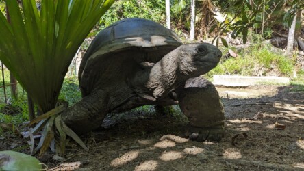 Schildkröten, Fond Ferdinand