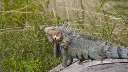 Leguan, Fort Amsterdam Halbinsel