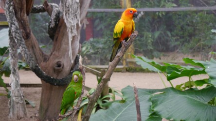 Parotte Ville Bird Park