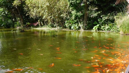 Koiteich, Jardin Botanique de Deshaies