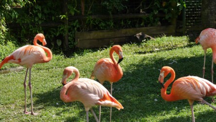 Flamingos
