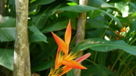 Jardin Botanique de Deshaies