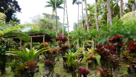 Botanischer Garten Jardin de Balata