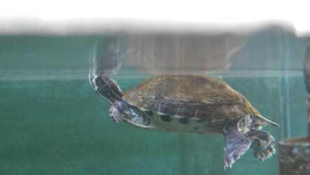 Sea Turtle Rescue & Information Centre