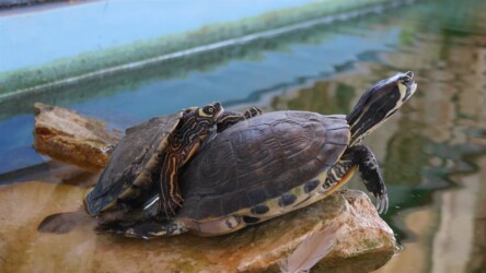 Sea Turtle Rescue & Information Centre