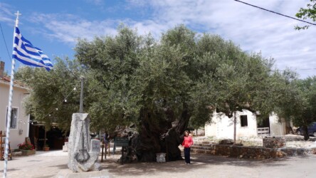 Old Olive Tree, Exo Chora